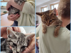 Babykatzen-2_3_4