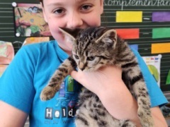 Babykatzen1