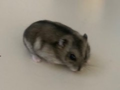 Hamster