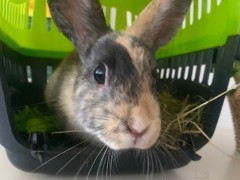 Hase