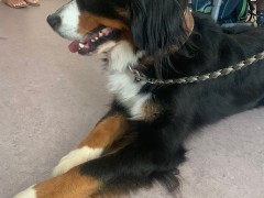 Hund
