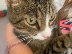 Katze-1