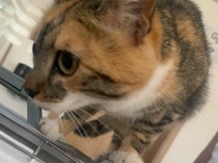 Katze-2