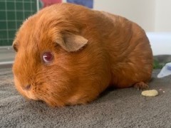 Meerschweinchen